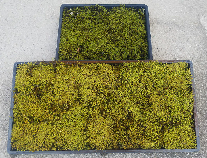 M 6 スナゴケの育て方教えます ふるラボ 地域とあなたを元気にするふるさと納税