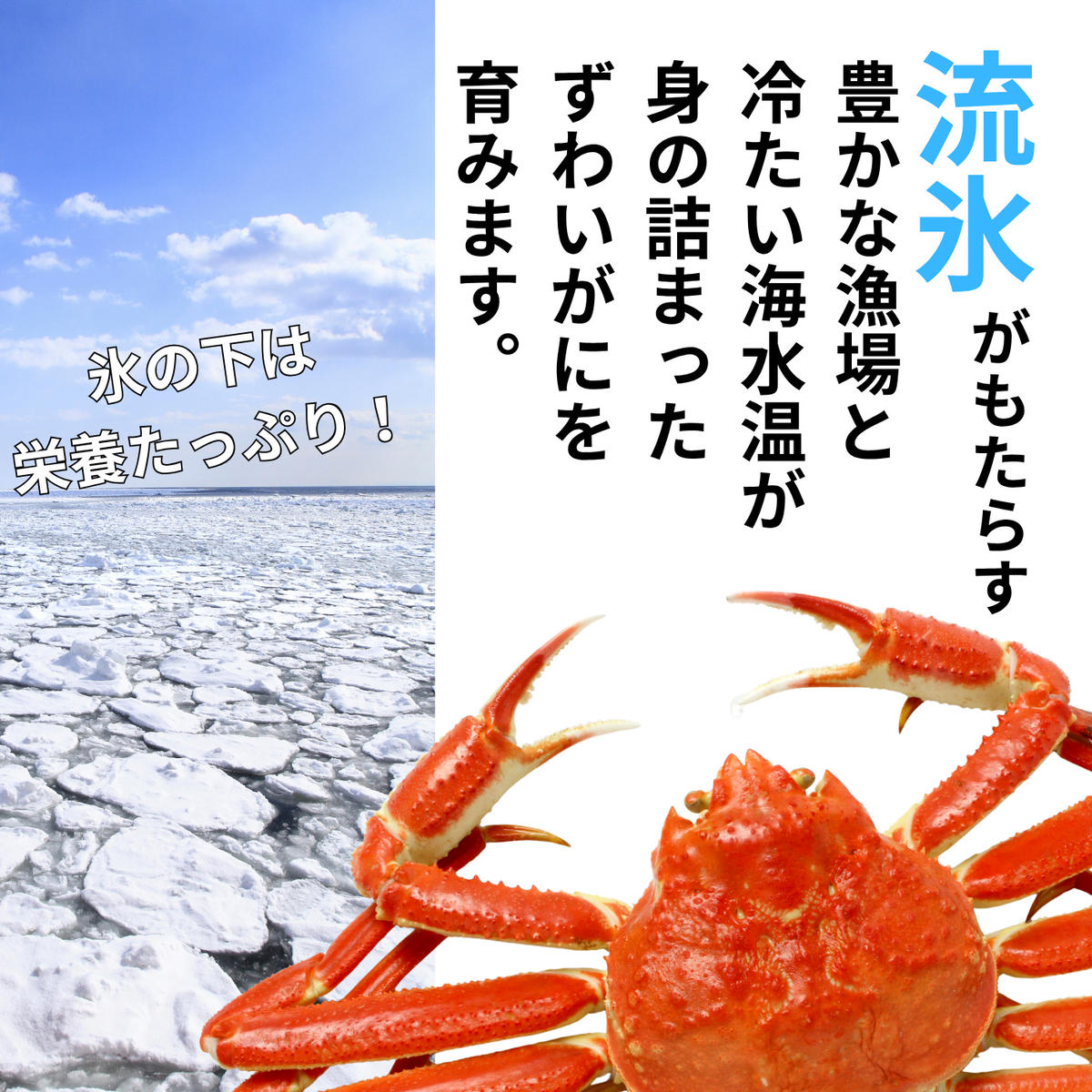 24-146 本ずわいがに姿 2尾 計 約1.0kg