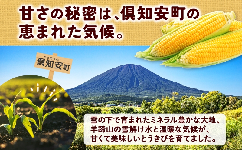 先行予約【 2027年出荷 】  北海道産 朝もぎ イエロー とうもろこし 味来 みらい 2Lサイズ 26本 約10kg 夏野菜 とうきび 新鮮 野菜 甘い ギフト 産地直送 コーン 産直 グリーンアースファーム