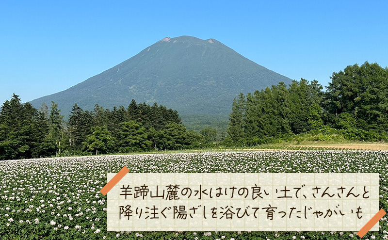 【 訳アリ 】 かぼちゃ じゃがいも 約 10kg 10月 発送 予定 リストファーム サイズ 混合 馬鈴薯 キタカムイ 南瓜 カボチャ 芋 ポテト イモ 産地直送 野菜