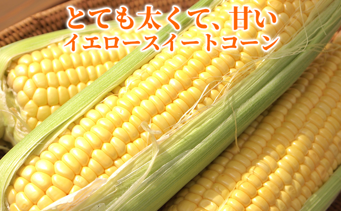 【令和8年産】しんや農園のイエロースイートコーン「ゴールドラッシュ」10本 野菜 北海道産 とうもろこし 甘みが強い 食べ応え 新鮮 国産 【北海道上富良野町産】