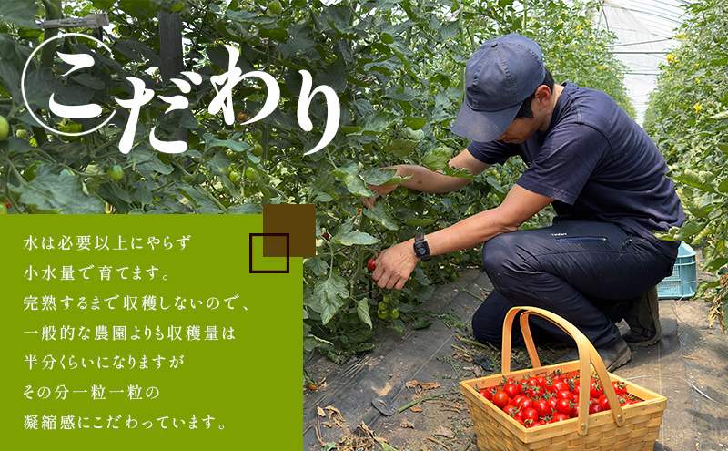 訳あり 北海道 完熟 新鮮 ミニトマト フラノルージュ 3kg 上富良野 自宅用 野菜 産地直送