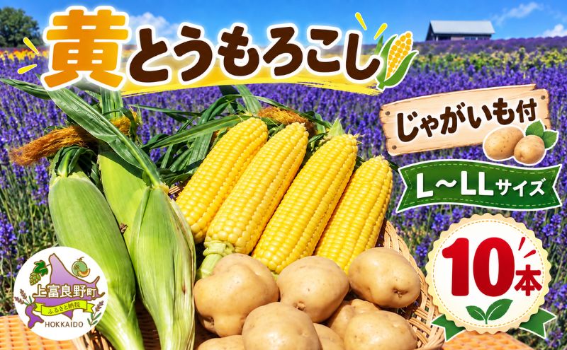 すぐに出荷！ 出荷期間延長【令和8年産】北海道 上富良野産 黄 とうもろこし 10本 セット ( じゃがいも 付 )  かんのファーム コーン トウモロコシ ジャガイモ 野菜 芋 