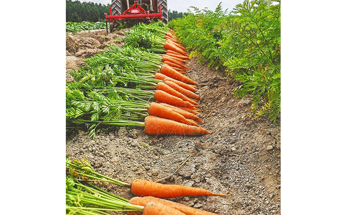 【令和8年産】 上富良野産 秋の オーガニック お野菜 セット 詰合せ 約3.5～5kg じゃがいも 根菜 有機野菜 産地直送 北海道 上富良野町 Nishio Farm