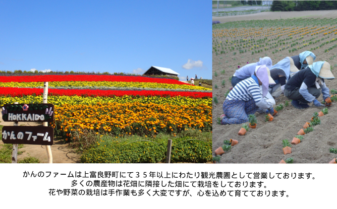 （自宅で楽しい！！食育にピッタリ）上富良野産手作りポップコーンセット 野菜 とうもろこし お菓子 スイーツ 