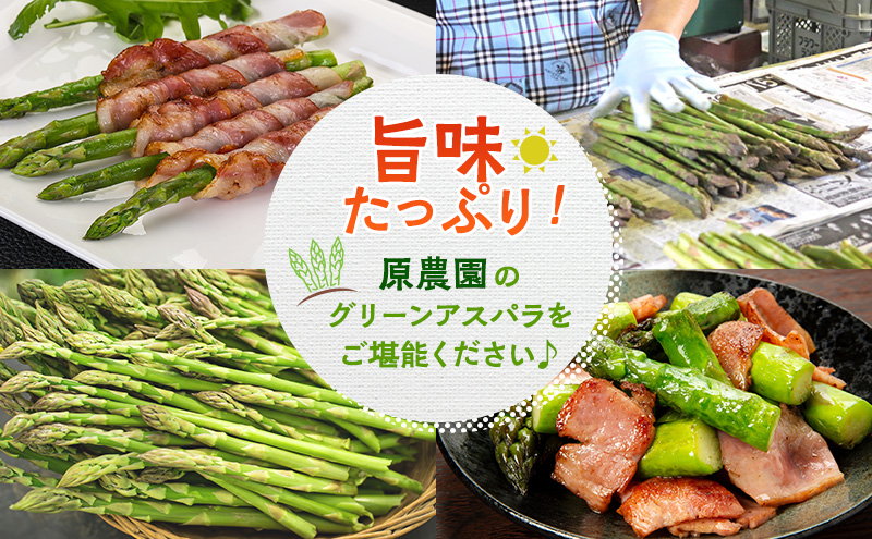 【令和9年産】2027年発送 先行予約 アスパラ 専門農家 の 特選 グリーンアスパラ 2kg M アスパラガス 原農園 朝採りアスパラ 野菜 北海道 上富良野町 グリーンアスパラ