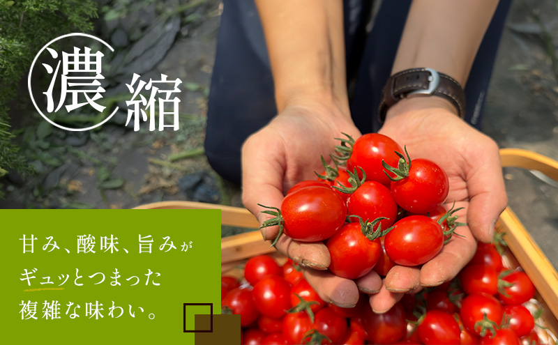 訳あり 北海道 完熟 新鮮 ミニトマト フラノルージュ 3kg 上富良野 自宅用 野菜 産地直送