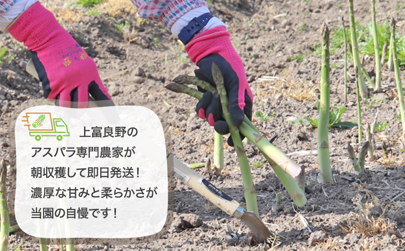 【令和9年産】2027年発送 先行予約 アスパラ 専門農家 の 特選 グリーンアスパラ 2kg M アスパラガス 原農園 朝採りアスパラ 野菜 北海道 上富良野町 グリーンアスパラ