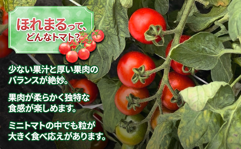 【令和8年産】 もぎたてミニトマト【ほれまる】2kg≪北海道上富良野産≫ 野菜 鮮やかな 赤色 果肉 酸味 甘み バランス 食べやすい 日持ち 冷蔵庫 保存 1週間 