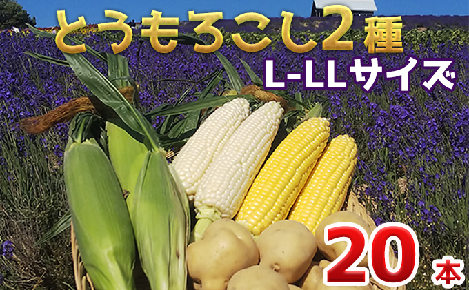 【令和8年産】先行予約 かんのファーム 産 とうもろこし 食べ比べ 20本 セット ( じゃがいも 付 ) 北海道 上富良野町 とうもろこし トウモロコシ セット じゃがいも ジャガイモ 野菜 芋 