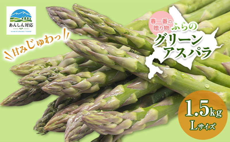【令和9年産】アスパラガス グリーンアスパラ 1.5kg Lサイズ アスパラ 野菜 北海道 上富良野町 ふらの農業協同組合