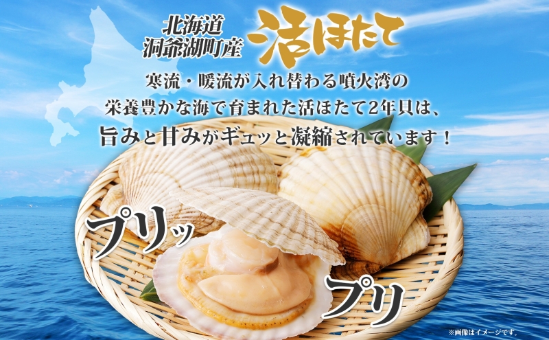 北海道産 活ほたて 2年貝 約2kg 15枚～22枚 2027年1月中旬以降水揚げ次第出荷 ほたて 帆立 ホタテ 生 貝 魚貝 魚介 海産 海鮮 貝柱 噴火湾 刺身 送料無料 北海道 洞爺湖町