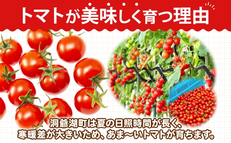 北海道 有機JAS認定 ミニトマト ダルタリー 150g×8パック 7月中旬～9月上旬頃にお届け 有機栽培 新鮮 旬 野菜 安心 安全 完熟 高糖度 濃厚 トマト 産地直送 農家直送 佐伯農園 送料無料 洞爺湖
