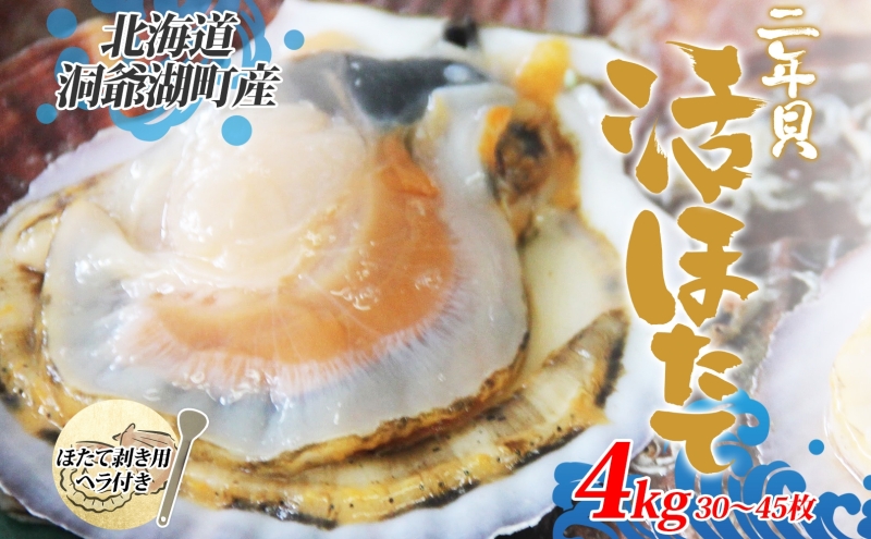 北海道産 活ほたて 2年貝 約4kg 30枚～45枚 2027年1月中旬以降水揚げ次第出荷 ほたて 帆立 ホタテ 生 貝 魚貝 魚介 海産 海鮮 貝柱 噴火湾 刺身 送料無料 北海道 洞爺湖町