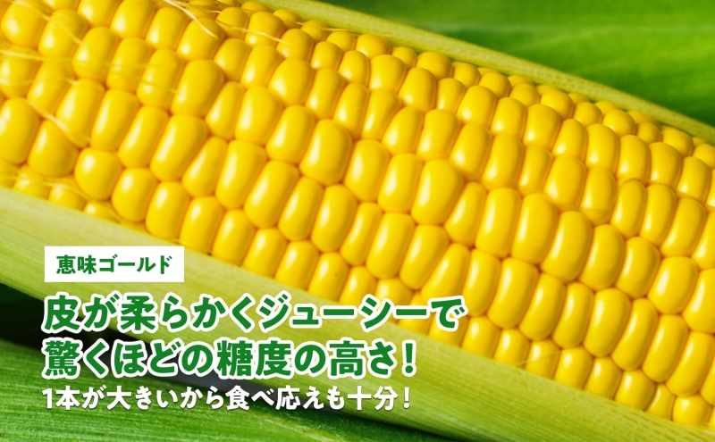  北海道産 スイート コーン めぐみゴールド 2Lサイズ 10本 先行受付 2026年8月上旬～下旬頃お届け とうもろこし 恵味 めぐみ トウモロコシ 旬 完熟 朝もぎ 野菜 産地直送 お取り寄せ 北海道 丸田農園 洞爺湖 