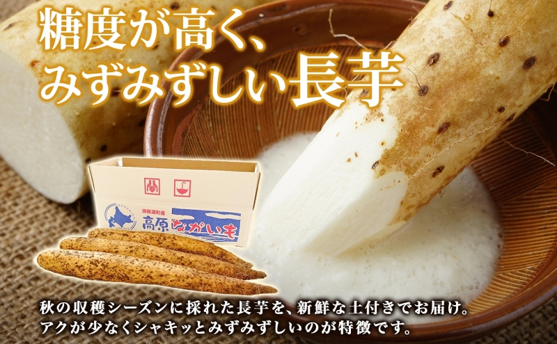 北海道 洞爺湖町産 秋掘り 長芋 約5kg 先行受付 2026年 11月中旬～下旬にお届け 長いも ながいも 芋 山芋 山うなぎ とろろ ステーキ 万能 旬 秋 野菜 根菜 常温 塩田農園 
