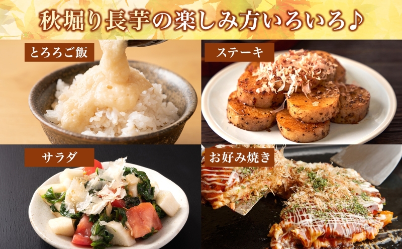 北海道 洞爺湖町産 秋掘り 長芋 約5kg 先行受付 2026年 11月中旬～下旬にお届け 長いも ながいも 芋 山芋 山うなぎ とろろ ステーキ 万能 旬 秋 野菜 根菜 常温 塩田農園 