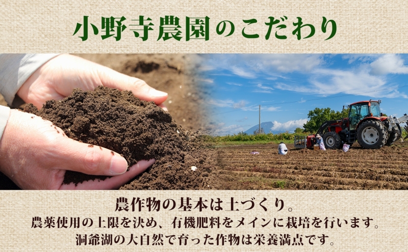 R8年産 先行受付 じゃがいも きたあかり 5kg 2026年9月下旬より順次出荷 栗じゃがいも ホクホク 甘い ポテトサラダ コロッケ 産地直送 お取り寄せ 国産 小野寺農園 北海道 洞爺湖町