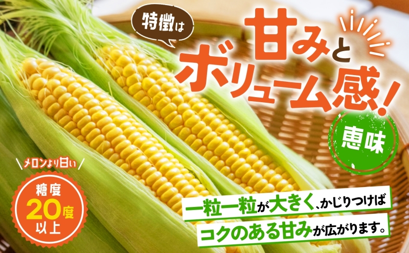 北海道産 とうもろこし 糖度20度以上 恵味 めぐみ 2L 10～12本 2026年7月下旬～8月下旬頃にお届け 先行受付 朝採り トウモロコシ スイート コーン  旬 夏 野菜 新鮮 産地直送 宮内農園 洞爺湖町