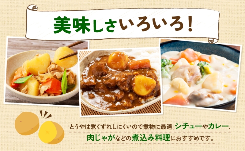 北海道産 青野農園 じゃがいも とうや Lサイズ 約10kg 2026年10月初旬～12月下旬頃お届け 先行予約 北海道 ジャガイモ トウヤ 馬鈴薯 ポテト 芋 いも イモ 黄色 旬 野菜 農作物 産地直送 お取り寄せ 国産 