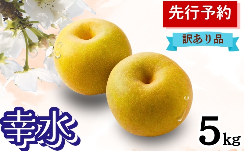 幸水 5kg 訳あり(12～14個入) 秋田県 能代市 梨 なし ナシ 果物 フルーツ 厳選 訳あり 甘い 果実 果汁