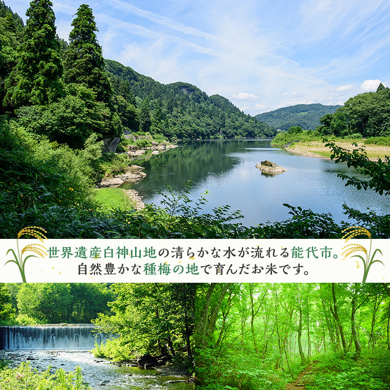新米 先行予約 令和8年産 定期便 [玄米]秋田県産 あきたこまち 6kg(3kg×2) 全12回 毎月お届け「杜の雫」こだわりの大粒 種梅産【お米 たねうめ 玄米 精米 ご飯 ブランド米 大粒 おにぎり 産地直送 おこめ ごはん】