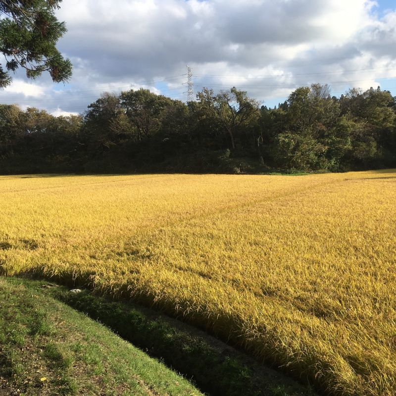 【先行予約・令和8年産】新米 秋田県産あきたこまち 玄米 30kg もっちり極旨 ブランド米 本場の味 豊かな水が育んだこだわり米 産直 [ ご飯 おにぎり お米 産地直送 おこめ ごはん 秋田県 秋田 能代市 ]