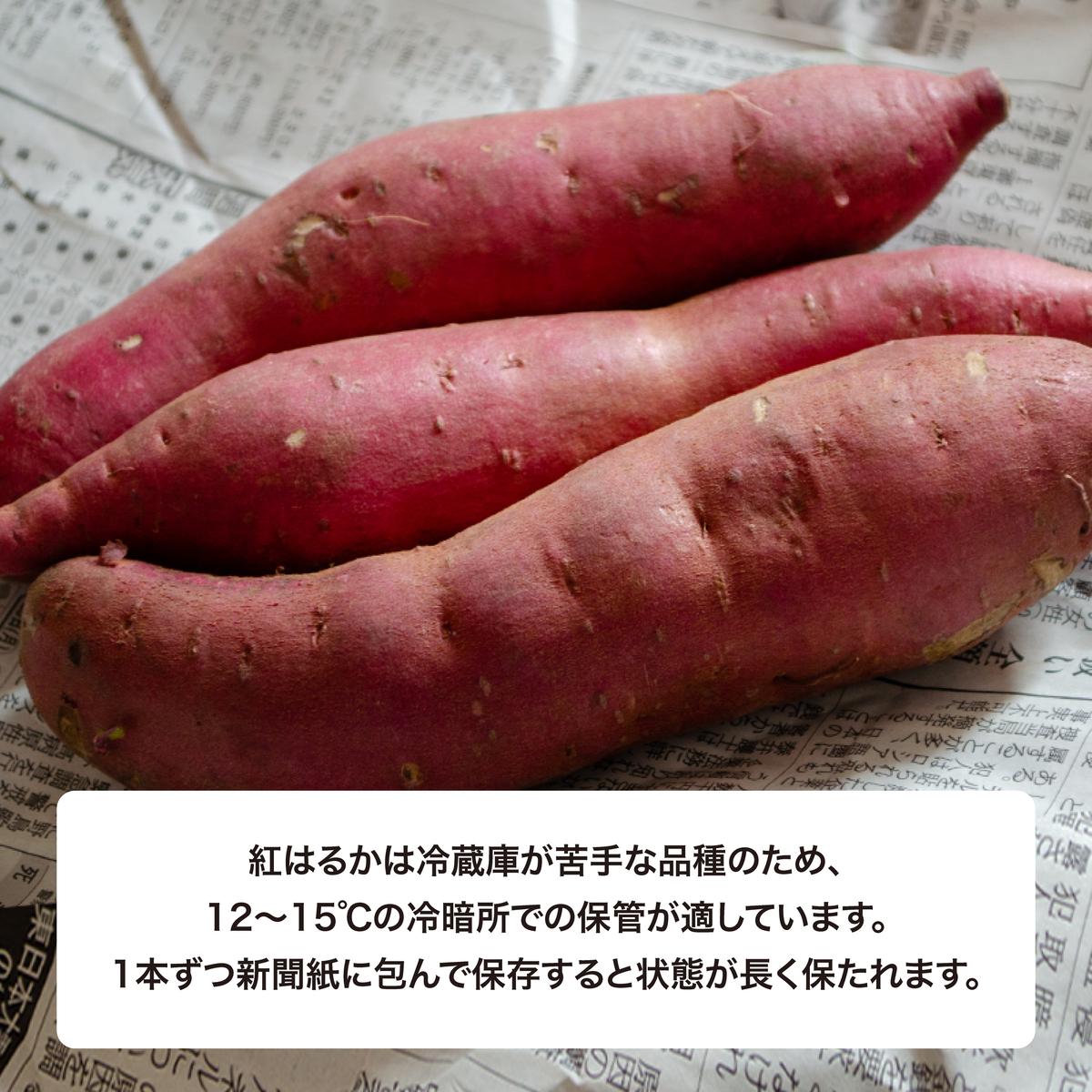 【先行予約】 にかほ市 象潟町 大須郷産「 さつまいも 2ヶ月 熟成 紅はるか 10kg 」【 産地直送 国産 芋 おいも 定番 焼き芋 イモ 野菜 長期熟成 秋田県 にかほ】