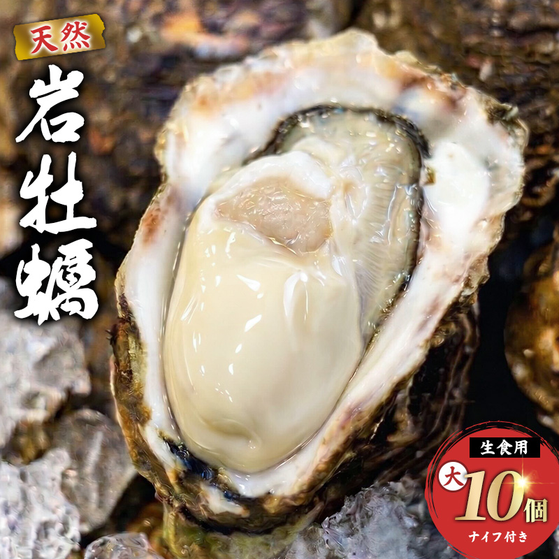 生食用 殻付き 象潟産 天然 岩牡蠣 10個 約3kg 相当 約300～400g/個 直径10cm 岩ガキ 冷蔵 濃厚 プリプリ 新鮮 殻剥きナイフなし 贈り物 ギフト お取り寄せ 国産 日本海 産地直送 秋田県 にかほ市マルイチ水産