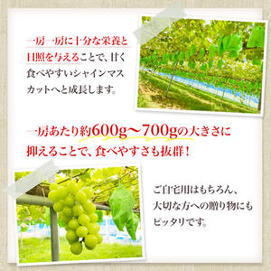 【 先行予約 】 シャインマスカット 1房 650g前後＜出荷時期：2026年10月上旬～10月中旬ごろ＞【 数量限定 期間限定 果物 果物類 フルーツ ぶどう ブドウ 葡萄 マスカット 秋田 にかほ 】