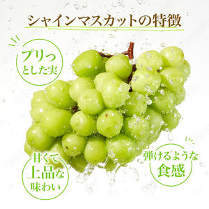 【先行予約】 シャインマスカット 2房計1.4kg～1.6kg（1房 700～800g） [贈答用/熨斗なし化粧箱]＜出荷時期：2026年10月上旬～10月下旬ごろ＞【果物 フルーツ ぶどう ブドウ 葡萄 マスカット 秋田 にかほ】