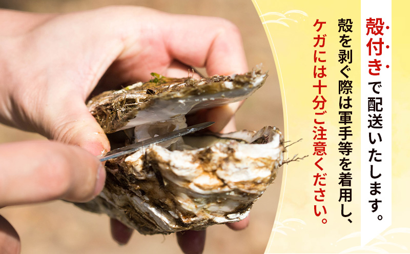 象潟産 天然岩牡蠣　13～15個 ナイフ無【牡蠣 夏牡蠣 かき 象潟 生食可 魚介類 海鮮　海産物 海の幸】　秋田商店