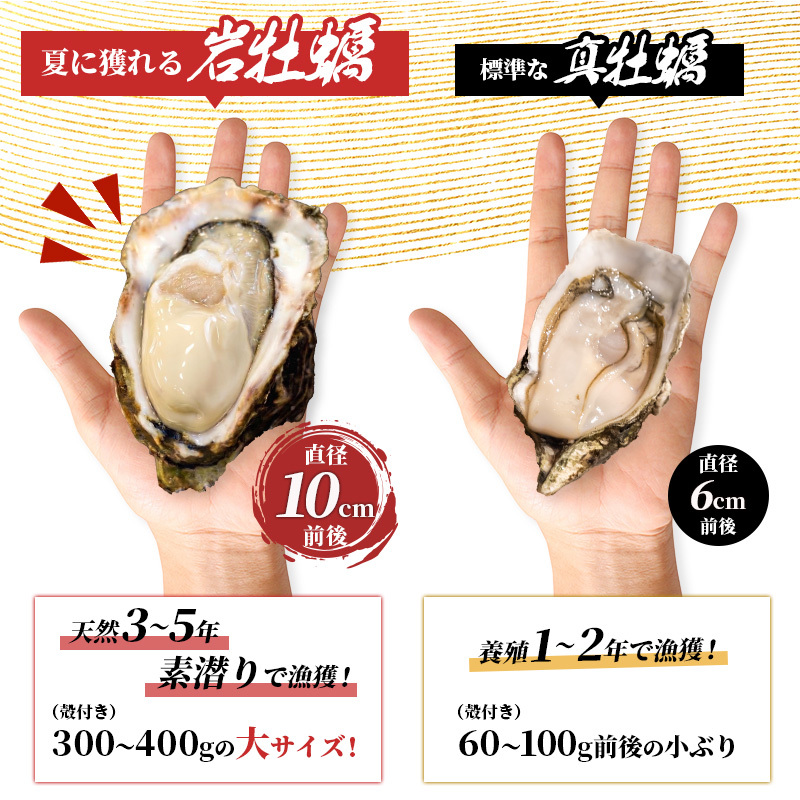 生食用 殻付き 象潟産 天然 岩牡蠣 10個 約3kg 相当 約300～400g/個 直径10cm 岩ガキ 冷蔵 濃厚 プリプリ 新鮮 殻剥きナイフなし 贈り物 ギフト お取り寄せ 国産 日本海 産地直送 秋田県 にかほ市マルイチ水産
