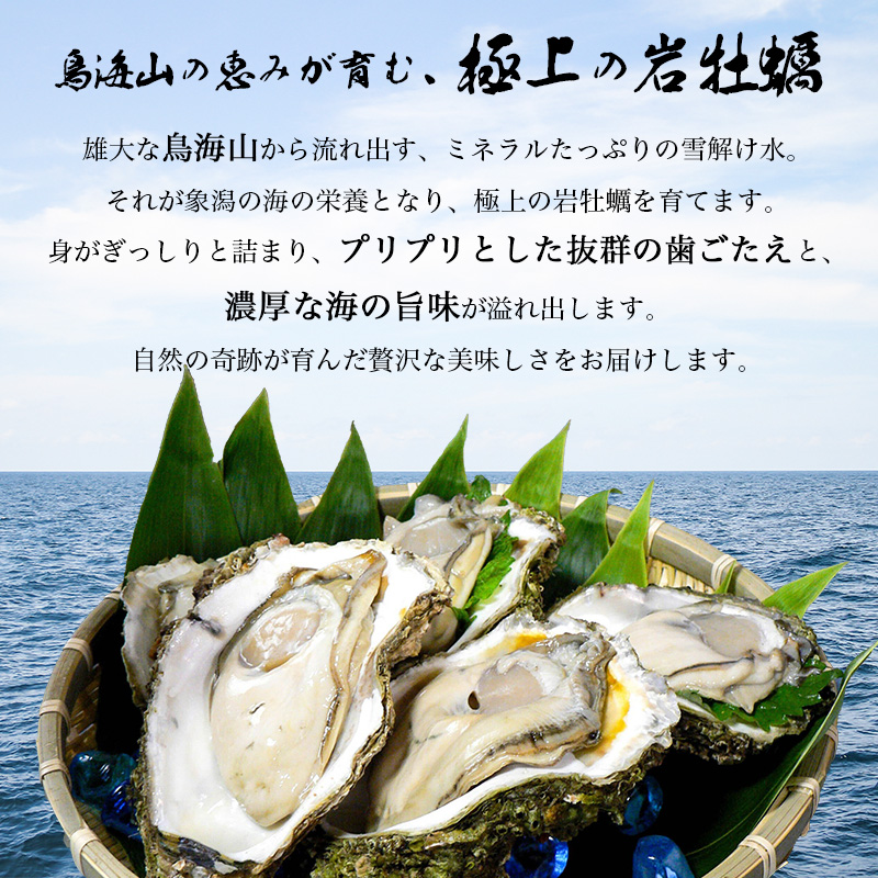 生食用 殻付き 象潟産 天然 岩牡蠣 10個 約3kg 相当 約300～400g/個 直径10cm 岩ガキ 冷蔵 濃厚 プリプリ 新鮮 殻剥きナイフなし 贈り物 ギフト お取り寄せ 国産 日本海 産地直送 秋田県 にかほ市マルイチ水産