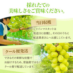 【先行予約】 シャインマスカット 2房計1.4kg～1.6kg（1房 700～800g） [贈答用/熨斗なし化粧箱]＜出荷時期：2026年10月上旬～10月下旬ごろ＞【果物 フルーツ ぶどう ブドウ 葡萄 マスカット 秋田 にかほ】