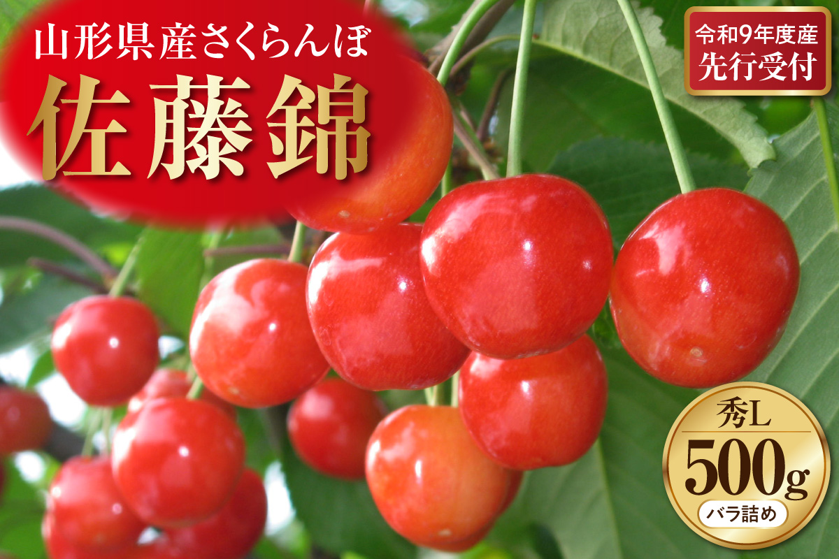 【令和9年産】さくらんぼ「佐藤錦」 秀L (500gバラ詰め×1パック) 山形県河北町産 【晴天畑】 ka073-015