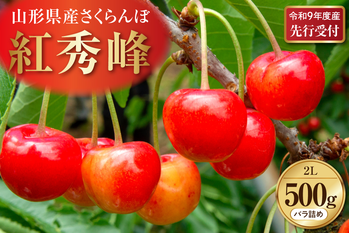 【令和9年産】さくらんぼ「紅秀峰」 秀2L (500gバラ詰め×1パック) 山形県河北町産 【晴天畑】 ka073-016