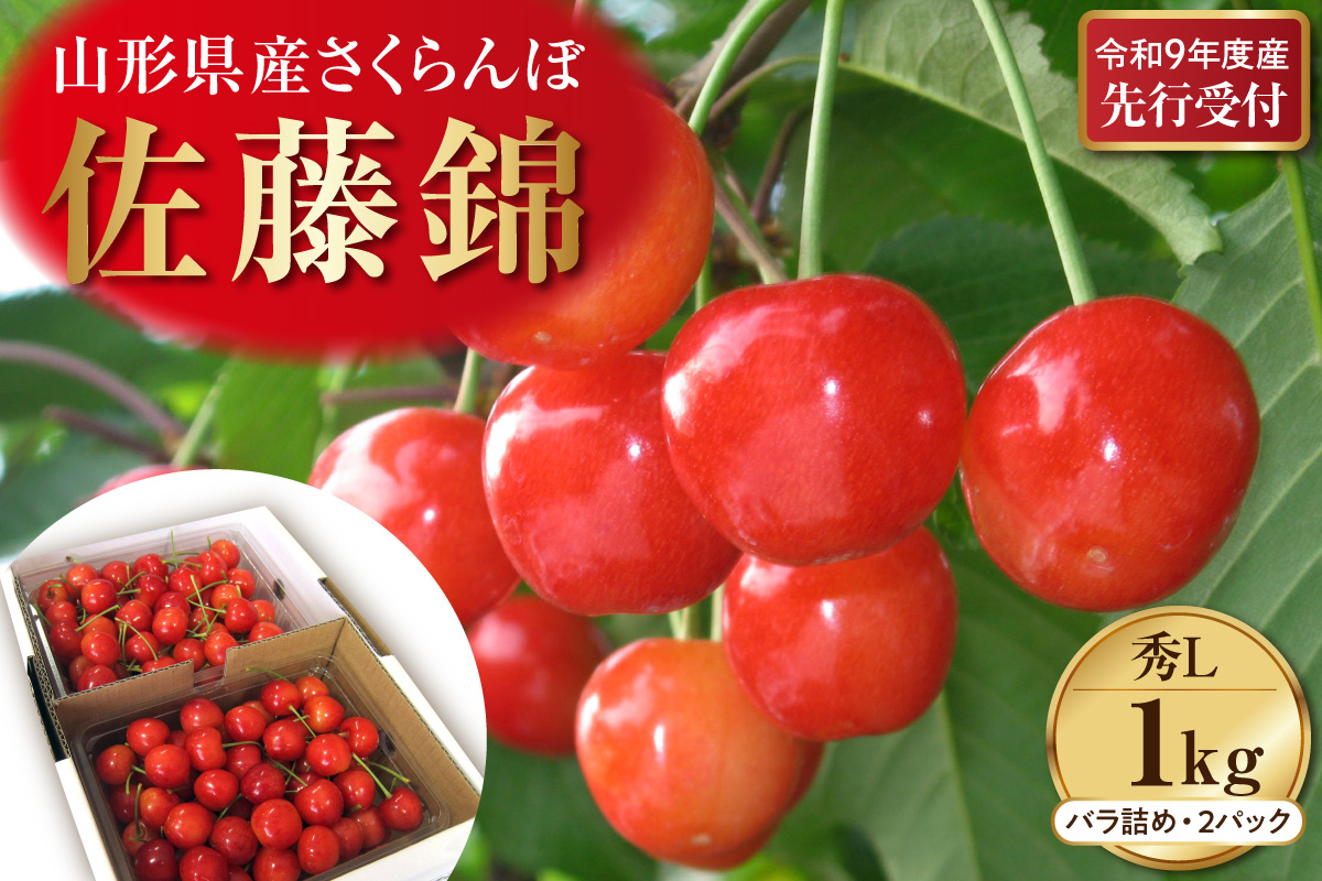 【令和9年産】さくらんぼ「佐藤錦」 秀L 1kg (500gバラ詰め×2パック) 山形県河北町産 【晴天畑】 ka073-013