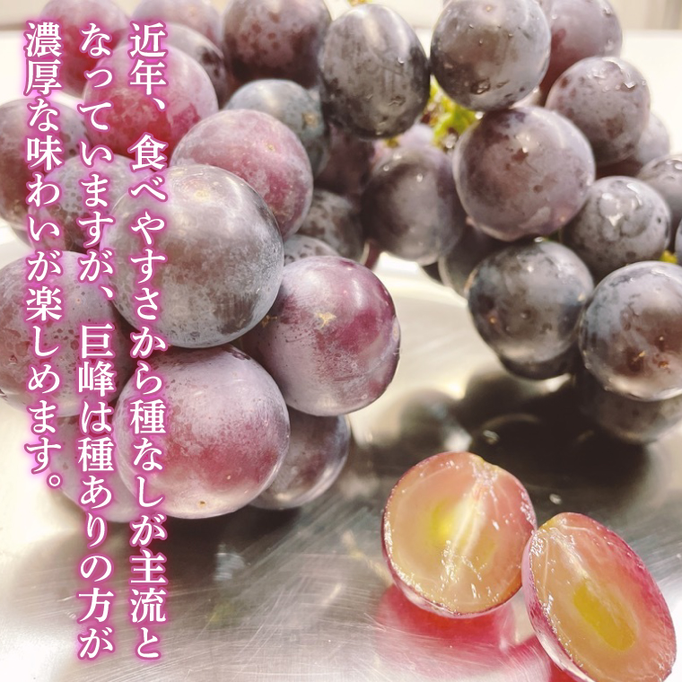 【2026年8月中旬より順次発送】★数量限定★種あり巨峰 約1.5kg(4～6房)【茨城県共通返礼品/石岡市】｜ぶどう 葡萄 果物 くだもの フルーツ 巨峰 石岡市 茨城県 行方市 人気 数量限定 送料無料(HL-1)