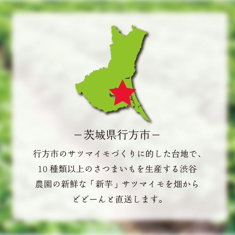 2025年度産 ホクホクで甘いさつまいも すずほっくり 約2kg｜さつまいも 芋 お芋 すずほっくり 渋谷農園 茨城県 行方市(BZ-55)