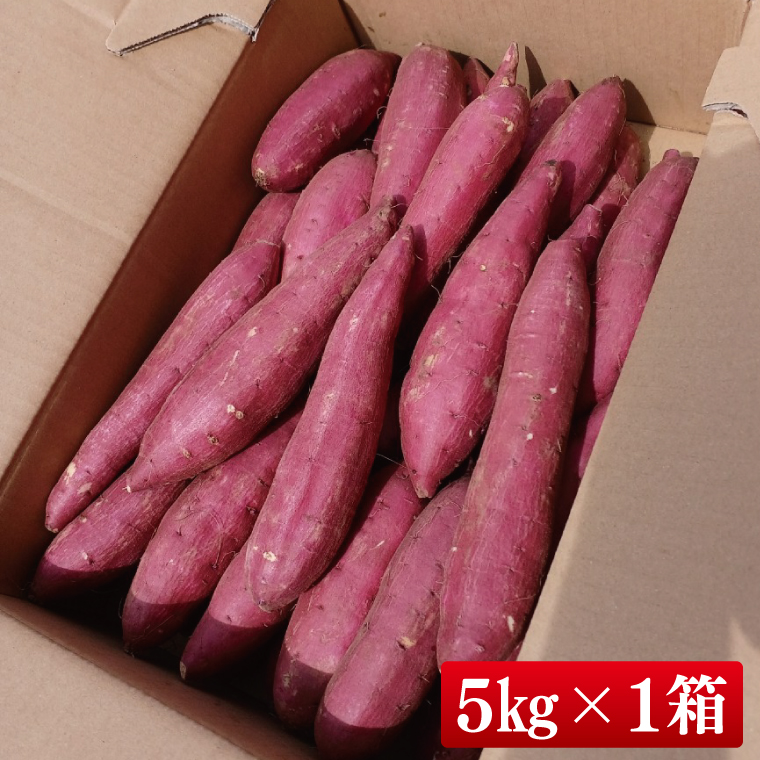 【2026年9月より順次発送】さつまいも(シルクスイート) 約5kg｜さつまいも 芋 サツマイモ シルクスイート 先行予約 茨城県 行方市(HP-2)