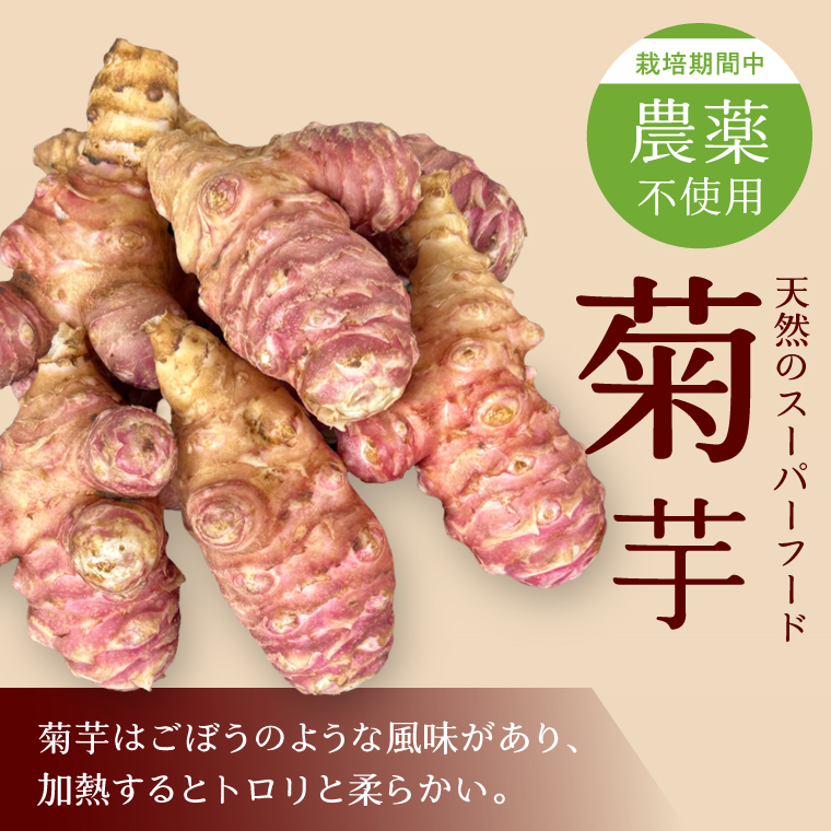 【2026年11月より順次発送】★栽培期間中農薬不使用★ 行方市産 菊芋 約1.5kg｜芋 先行予約 茨城県（CP-17）