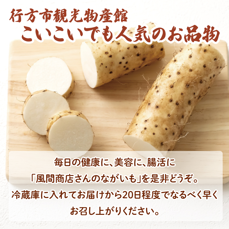 風間商店さんのながいも 約5kg(10～12本)｜ながいも いも 芋 長芋 野菜 やさい 人気 美容 健康 腸活 味噌汁 天ぷら 茨城県 行方市 行方市産(HO-2)