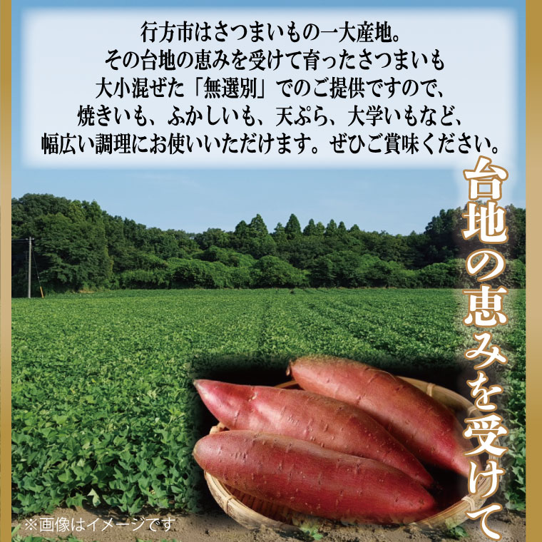 【訳あり】 紅はるか 約7kg 【2026年9月より順次発送】｜紅はるか 無選別 先行予約 行方台地 さつまいも 茨城県(CU-55-7)