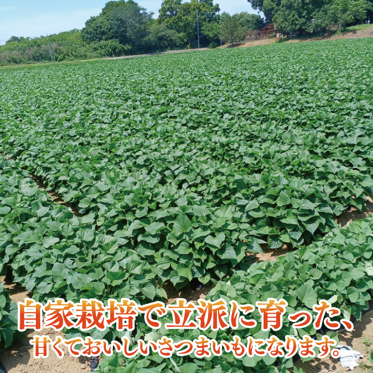 【2026年9月より順次発送】さつまいも(紅はるか) 約5kg｜さつまいも 芋 サツマイモ 紅はるか 先行予約 茨城県 行方市(HP-1)