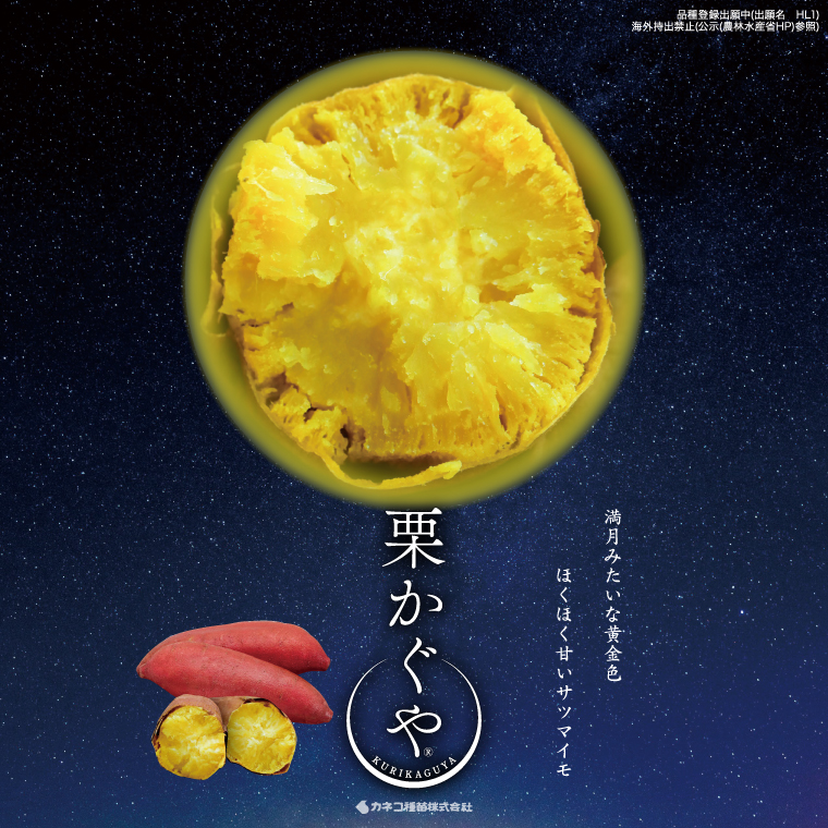 【2027年7月より順次発送】希少な新品種！７月限定「行方の黄福(栗かぐや)」さつまいも 約10kg｜さつまいも サツマイモ さつま芋 お芋 希少 新品種 栗かぐや 先行予約 茨城県 行方市(AE-89)