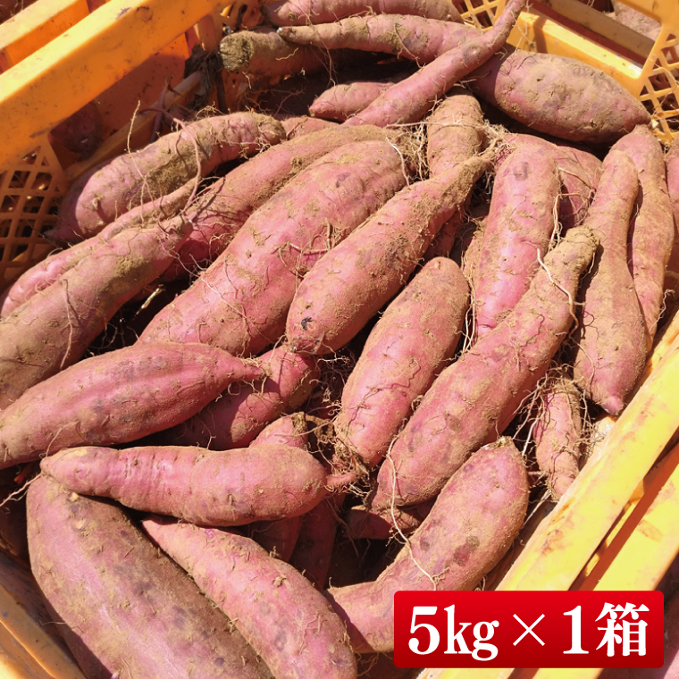 【2026年9月より順次発送】さつまいも(紅はるか) 約5kg｜さつまいも 芋 サツマイモ 紅はるか 先行予約 茨城県 行方市(HP-1)