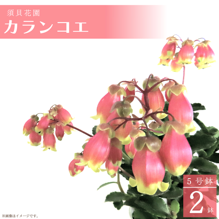 【2027年2月より順次発送】須貝花園 カランコエ 2鉢(5号鉢)｜カランコエ 花 多肉植物 季節の花 須貝花園 先行予約 茨城県 行方市(C-15)