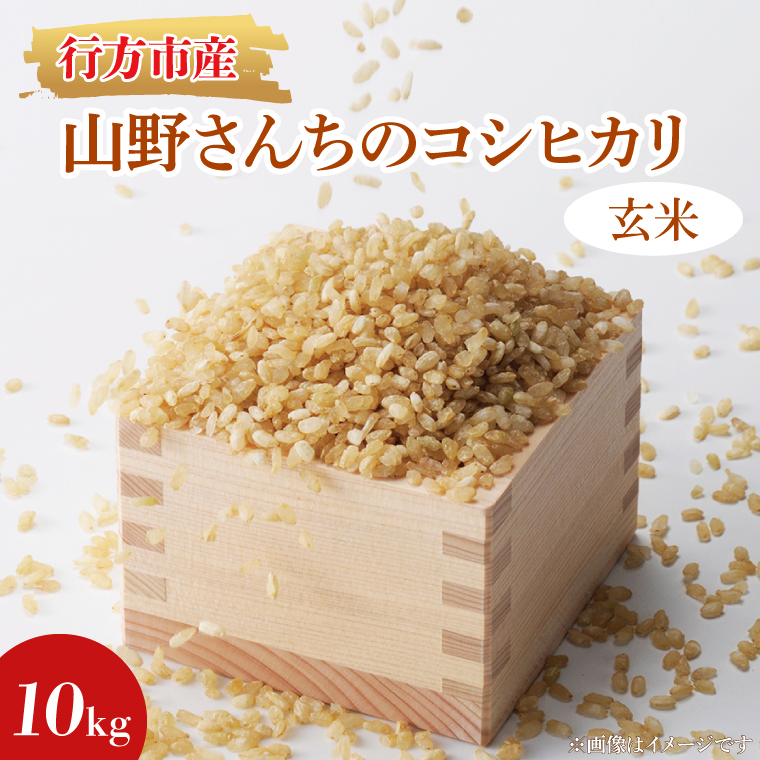 ★令和8年度産★山野さんちのコシヒカリ 10kg(玄米)｜米 お米 こめ こしひかり コシヒカリ 令和7年産 R7年産 新米 玄米 茨城県 行方市(BR-5-1)