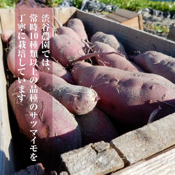 2025年度産 ホクホクで甘いさつまいも すずほっくり 約2kg｜さつまいも 芋 お芋 すずほっくり 渋谷農園 茨城県 行方市(BZ-55)
